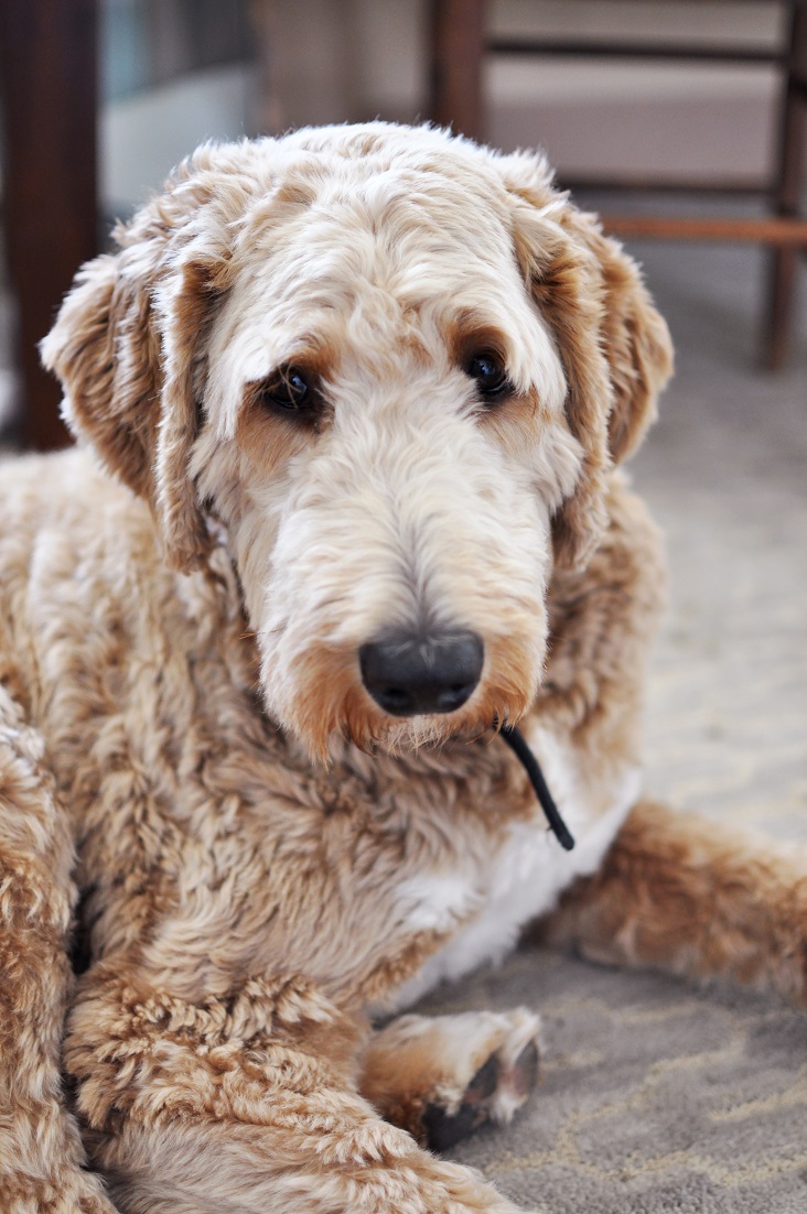 Smooth Move Moving with Pets