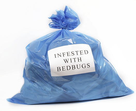 BedBugs