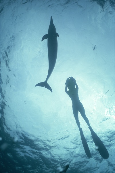 swimming-with-dolphins-spring-break-vacation