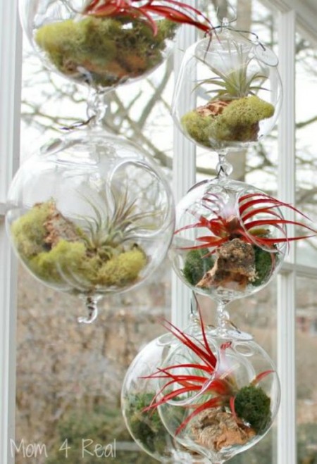 vertical window plants