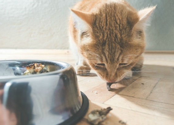 Healthy habits to have when living with pets