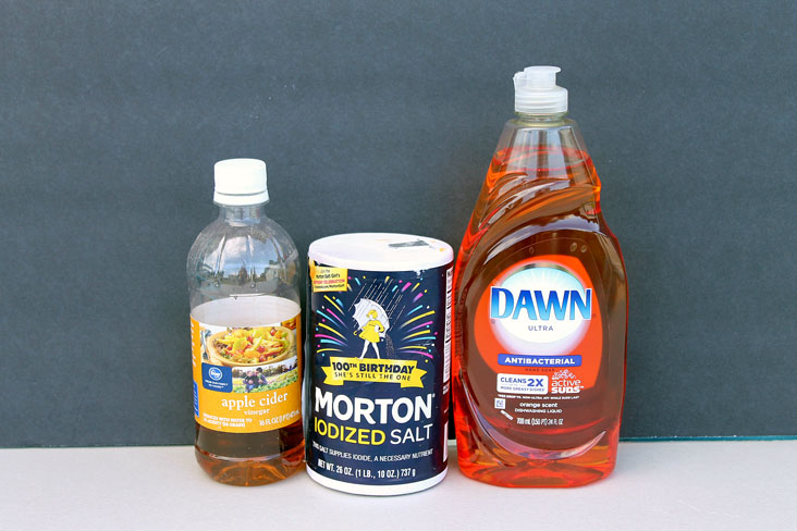 How To Get Rid Of Pharaoh Ants