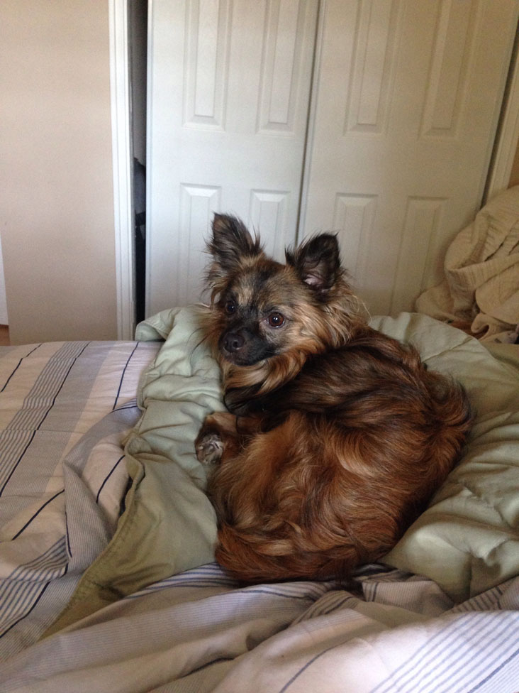 first time renters pet friendly