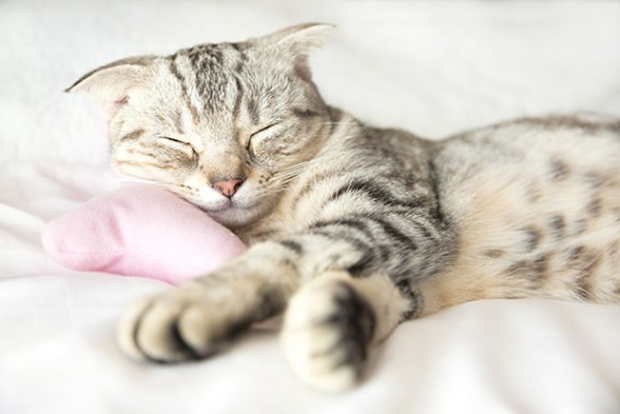 Cuddle-with-you-cats-in-an-apartment-found-on-ForRent.com_
