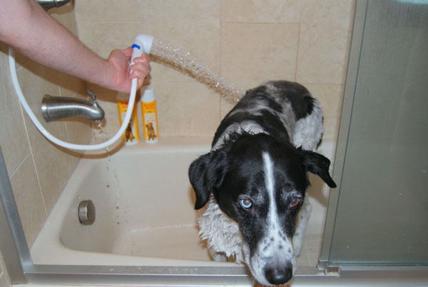 when can i bathe a puppy how often can i take my a shower image bathroom 2017 when can i bathe a puppy how often can i take my a shower image bathroom 2017