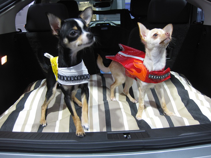 Pet Travel 02