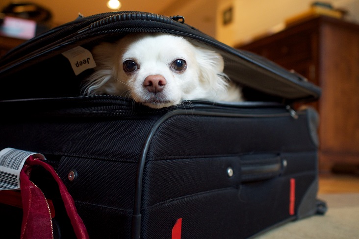 Pet Travel 03