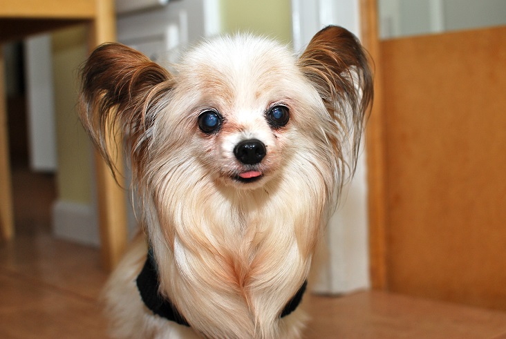 Pocket Pets Dog