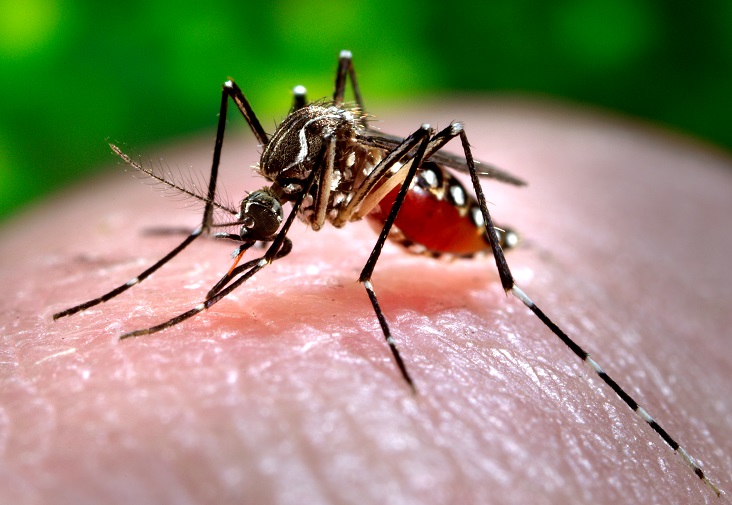 Mosquito 01