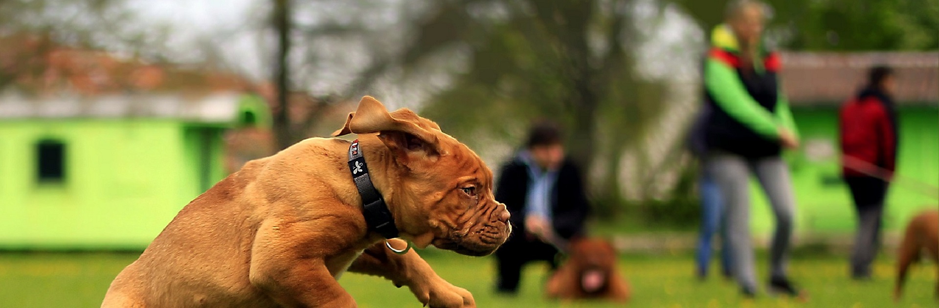 Places Your ApartmentDwelling Dog Can Get Exercise in Charlotte