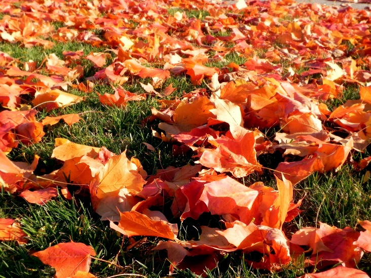 pick-up-colorful-leaves