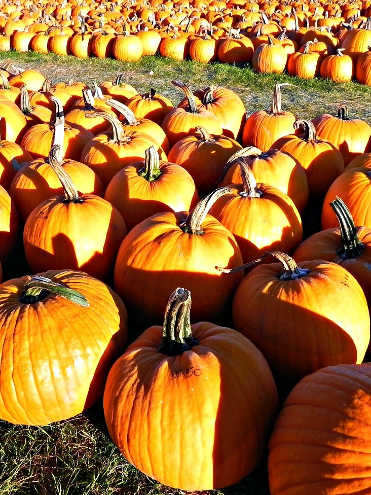 pick-a-pumpkin-from-a-local-patch