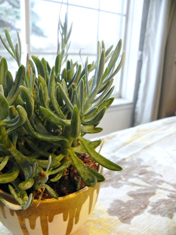 houseplant-gift