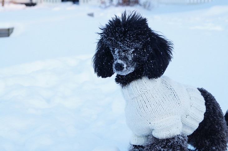Winter Animals Sweater