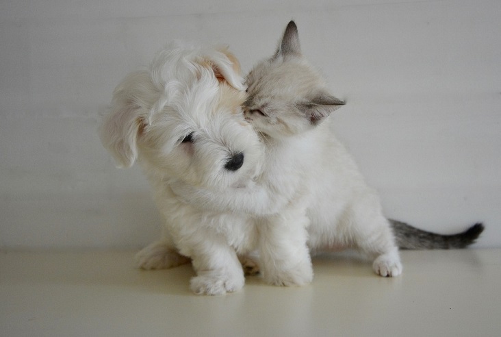 Four Mental Benefits of Owning a Pet