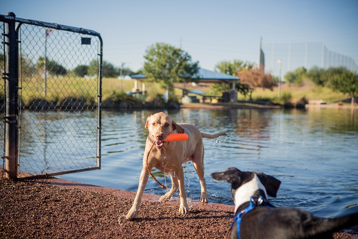 Best Places for Pets in Phoenix