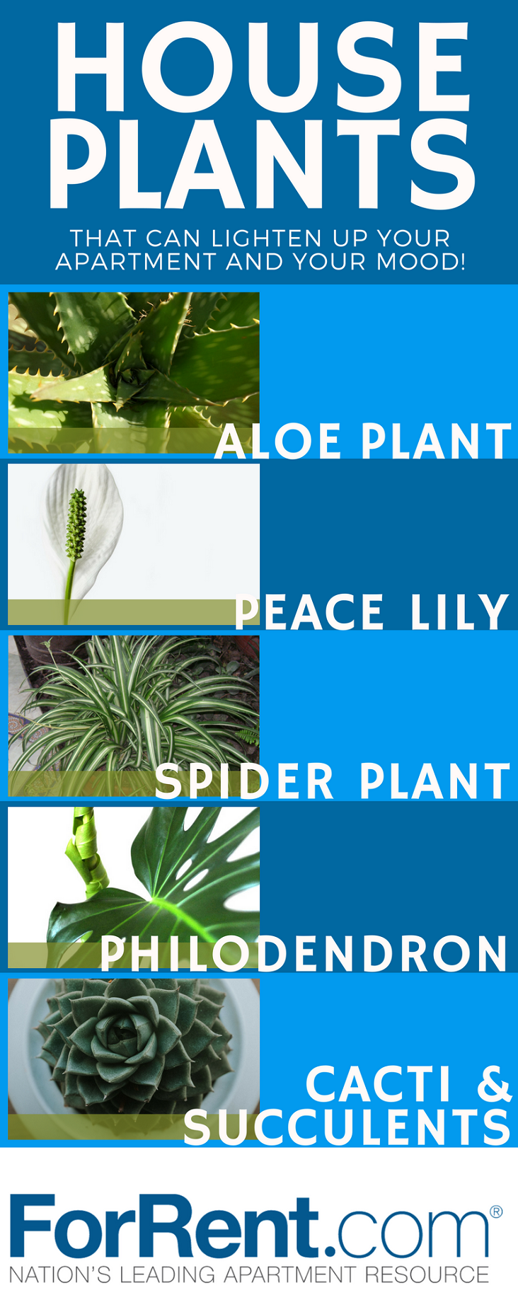 Houseplants That Can Lighten Your Apartment