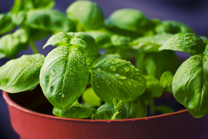 Growing Your Own Food in an Apartment