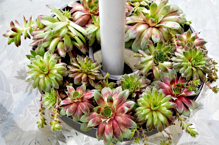 Houseplants That Can Lighten Your Apartment