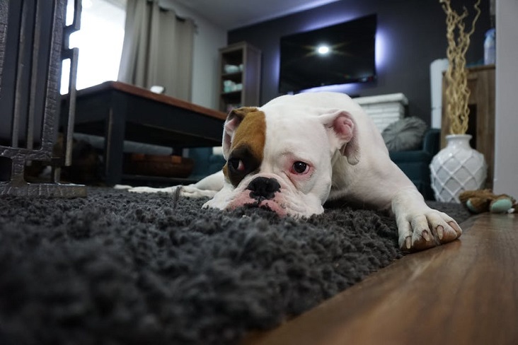 Tips on Getting Rid of Common Pet Odors