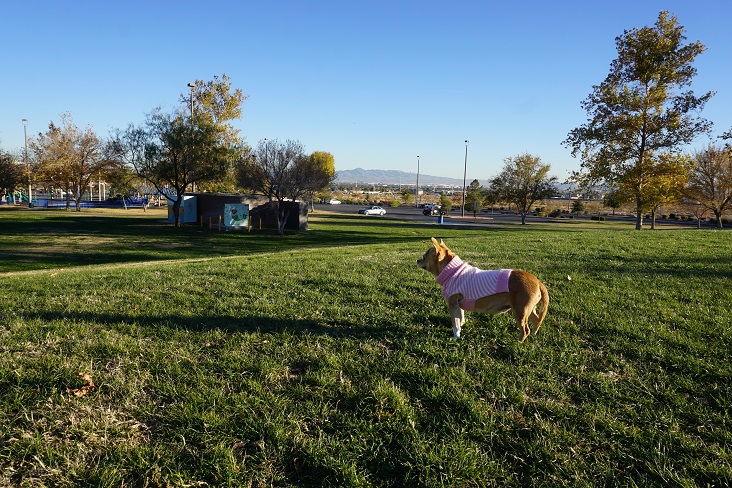 Best Places to Bring Your Pet in Las Vegas