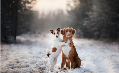Top 5 Winter Tips for Your Pets