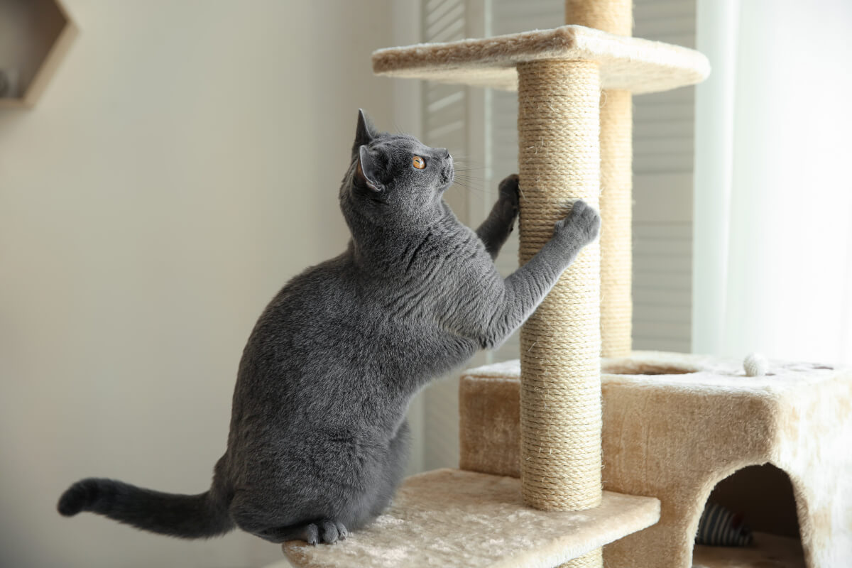A gray cat sharpens its claws on a scratching post.