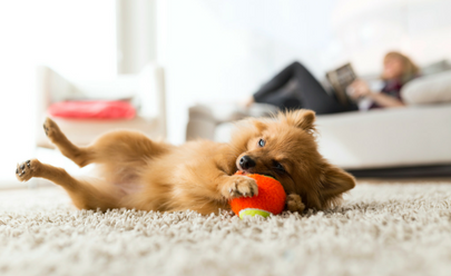 How Do I Get My Security Deposit Back with a Pet?