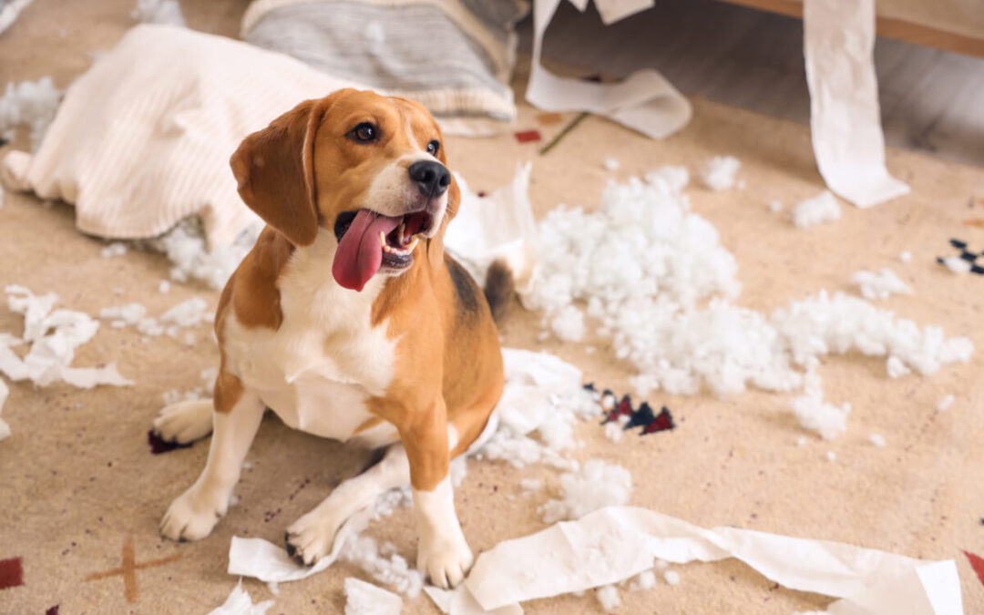 A beagle stands proudly on top of shredded throw pillows.