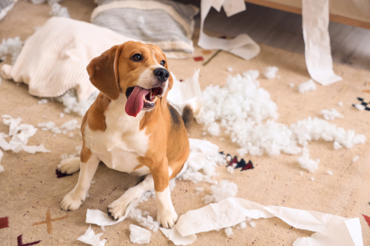 How to Get Your Security Deposit Back When You Have a Pet