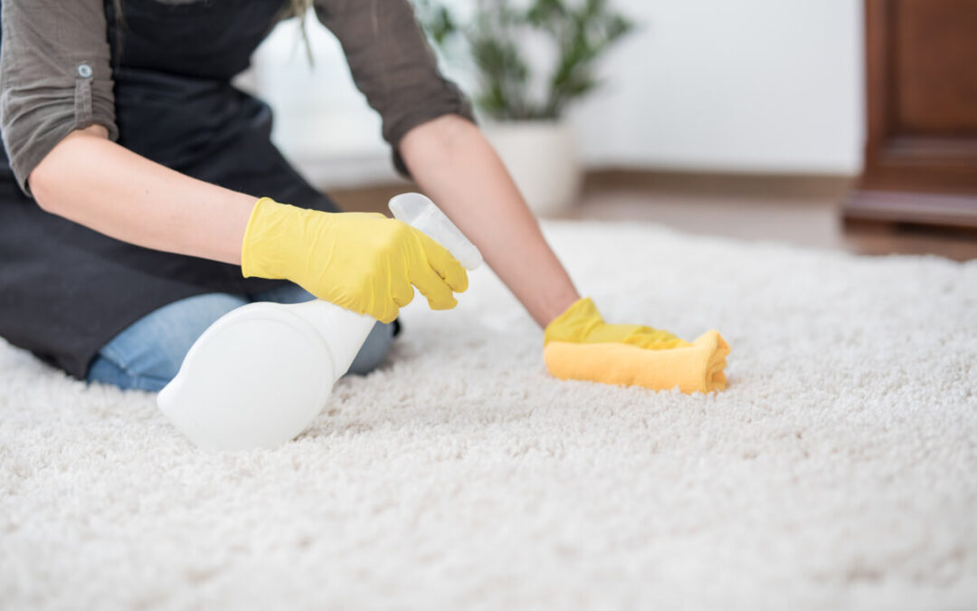 A person cleans a pet accident on a rug.