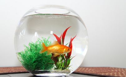 How To Make Your Own Mini Fish Tank!