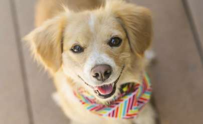 What steps should I take to set up my apartment for pets?