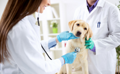 How To Find A Veterinarian