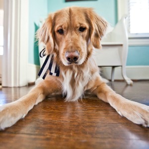 Training Tips for Dogs
