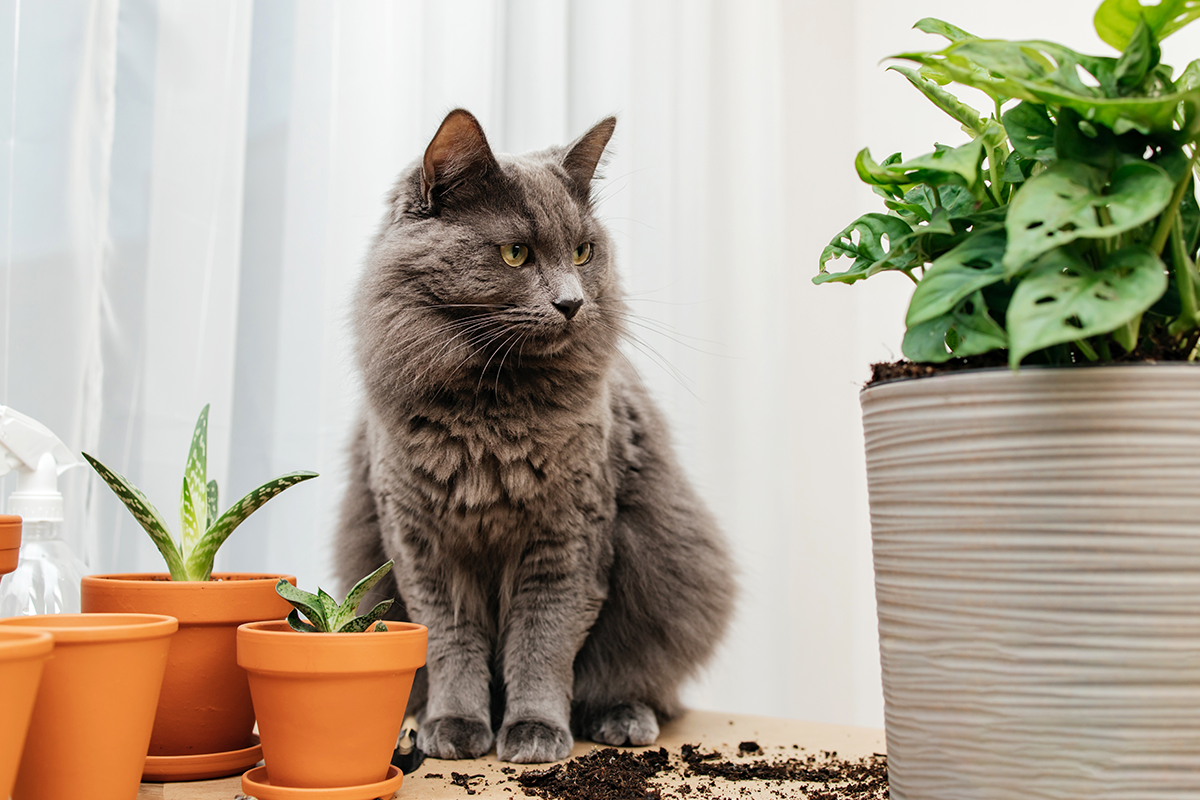 Plants Your Pets Should Avoid