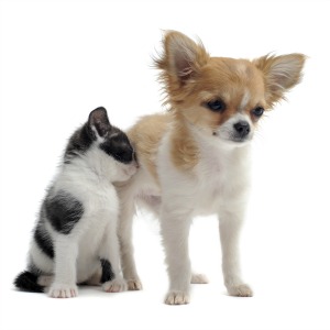 Plants Your Pets Should Avoid