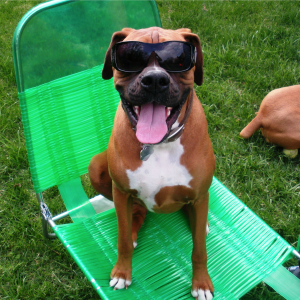 Top 5 Dog Parks in the US