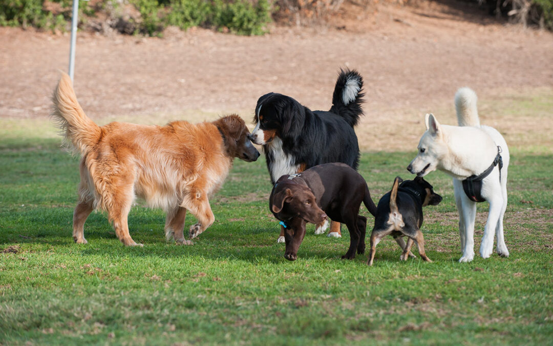 Dogs interacting with each other in a dog park.