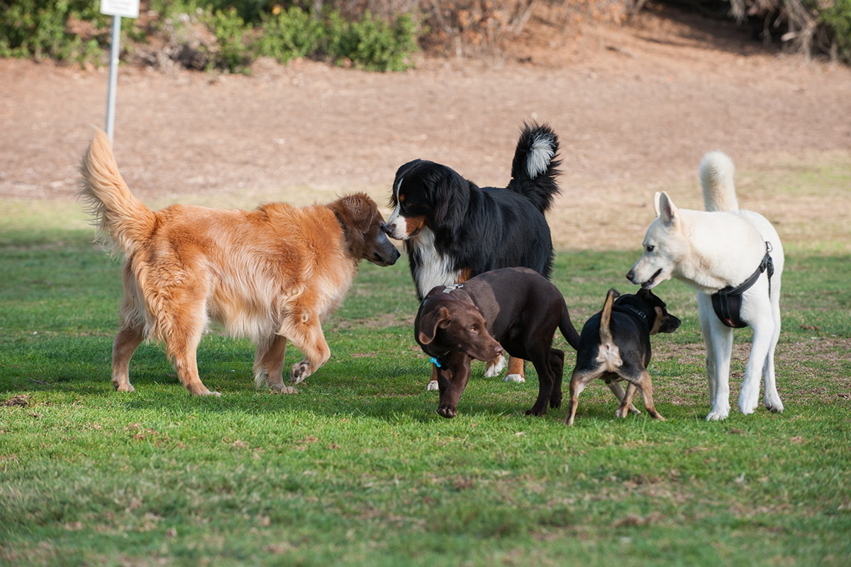 Dog Park Etiquette: How to Take Your Dog to the Dog Park