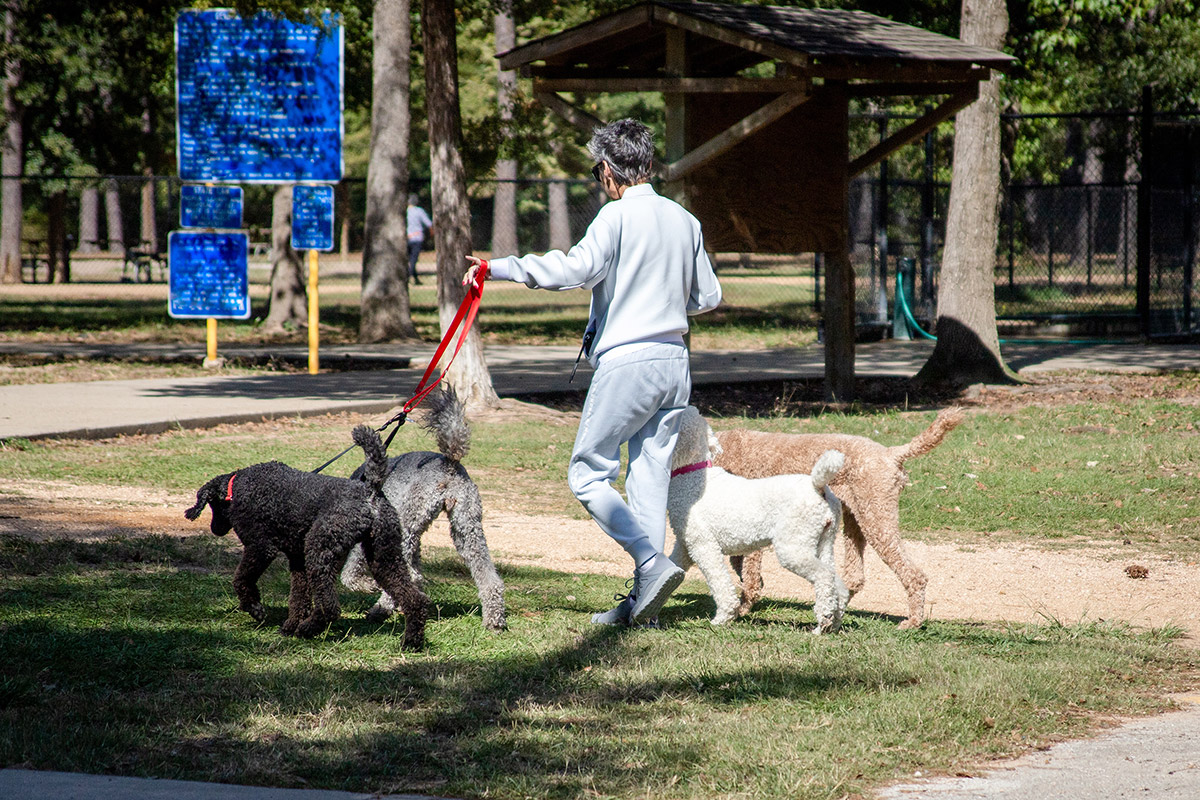 Person walking four dogs into a dog park.