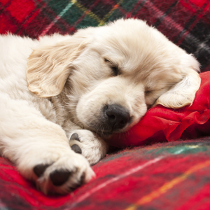 How to Look after Your Pet during the Hectic Holiday Season