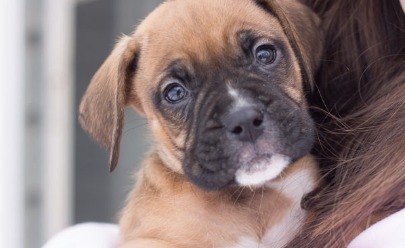 5 Important Questions to Ask Before Getting an Apartment Pet
