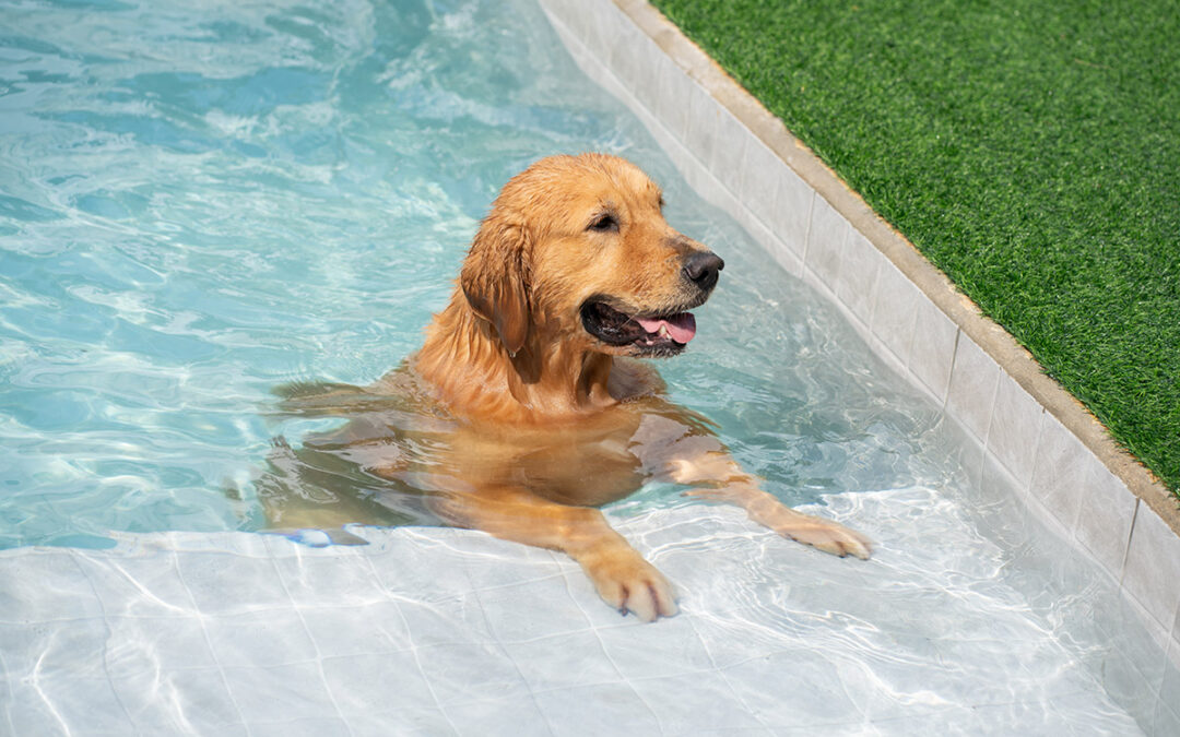 Dog standing in pool during the summer.