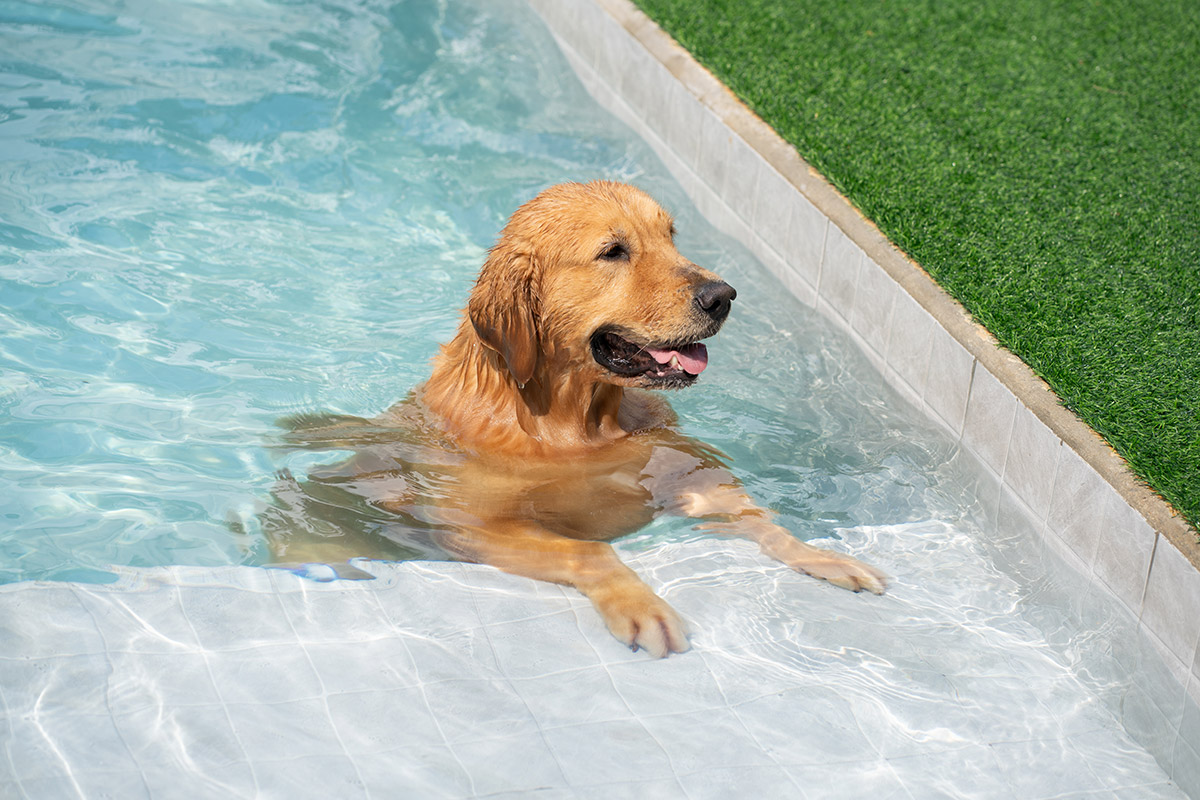 8 Ways to Keep Your Pets Cool This Summer