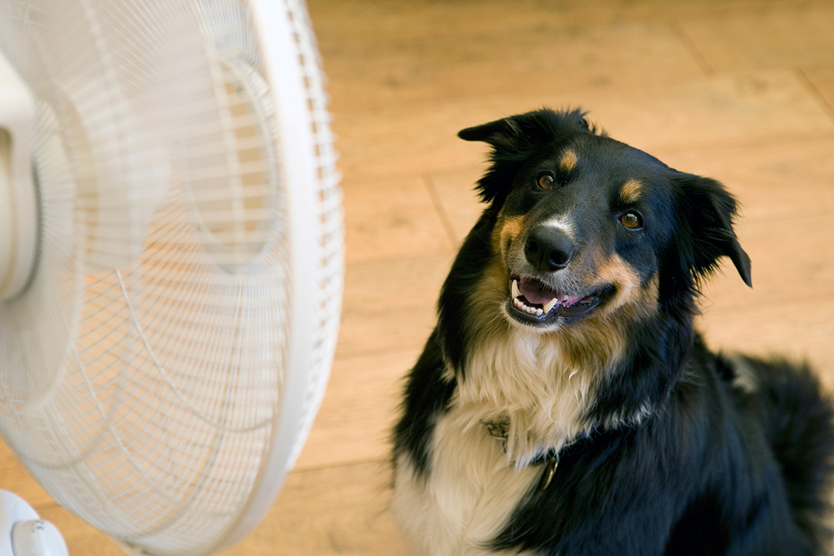 Dog sitting in front of fan.