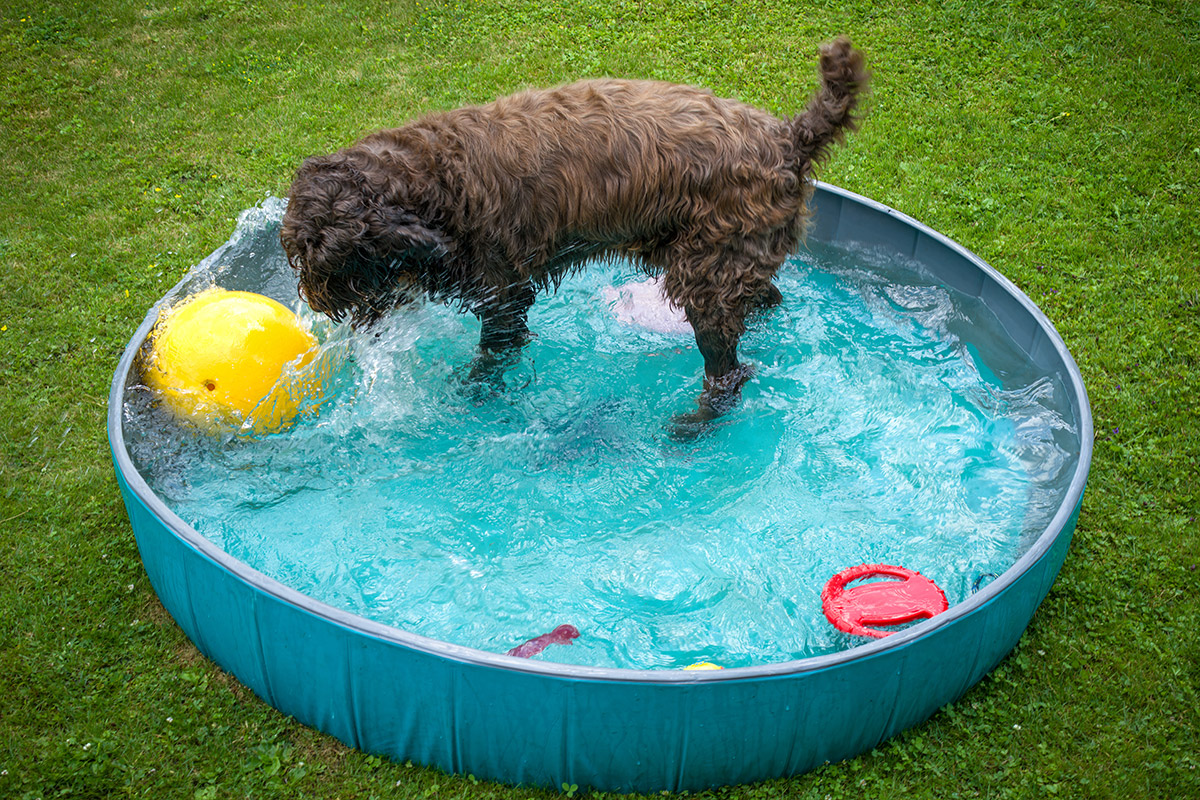 Dog playing with ball in a small wading pool.