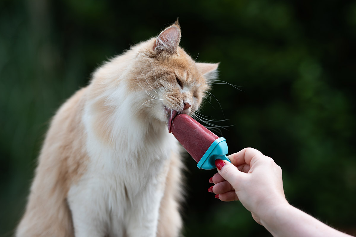 Cat licking a pet-safe popsicle to cool down.
