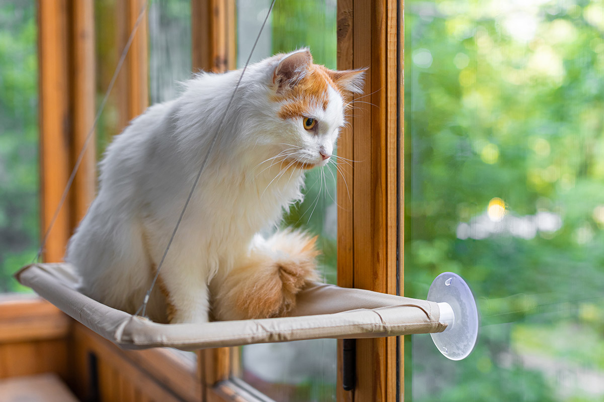 Cat sitting on a window perch, looking outside.