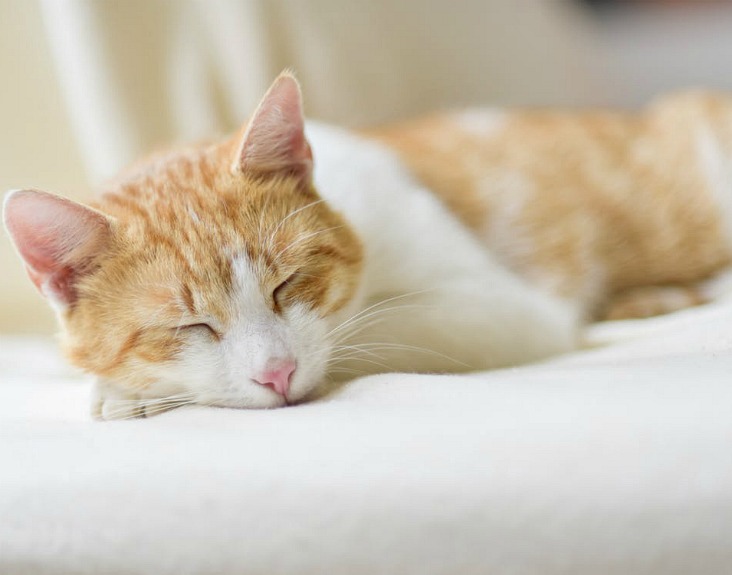 Cat Friendly Feline Safe Apartments